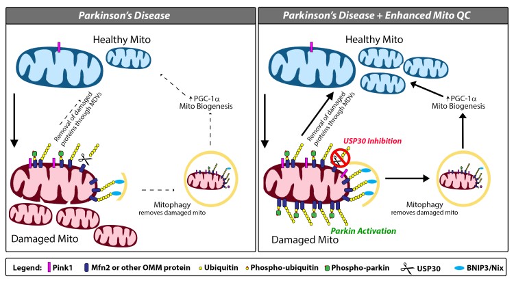 Diagram of mitophagy and how Parkin and USP30 work to balance clearance mechanisms.